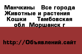 Манчкины - Все города Животные и растения » Кошки   . Тамбовская обл.,Моршанск г.